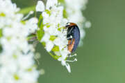 Thumbnail 343511 B