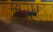 Thumbnail 343515 B