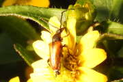 Thumbnail 343827 B