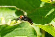 Thumbnail 344415 B