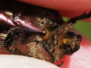 Thumbnail 344506 B