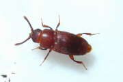 Thumbnail 344597 B
