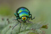 Thumbnail 345312 A