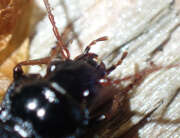 Thumbnail 345330 B