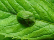 Thumbnail 345337 A