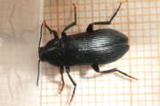 Thumbnail 345387 B