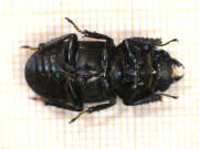 Thumbnail 345410 B