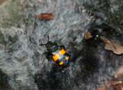 Thumbnail 345416 A