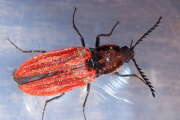 Thumbnail 345703 A
