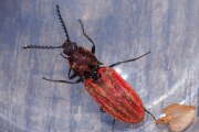 Thumbnail 345703 B