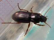 Thumbnail 345704 A