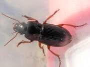 Thumbnail 345704 B