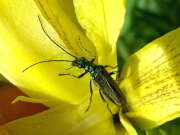 Thumbnail 345705 B