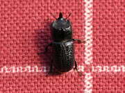 Thumbnail 345802 B