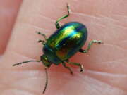 Thumbnail 346026 A