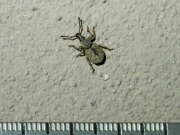 Thumbnail 346038 B