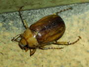 Thumbnail 346043 A
