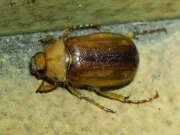 Thumbnail 346043 B
