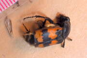 Thumbnail 346061 A