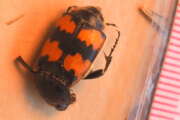 Thumbnail 346061 B