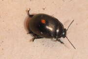 Thumbnail 346064 A