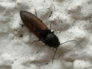 Thumbnail 346072 A