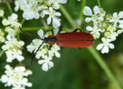 Thumbnail 346166 A