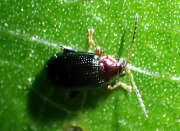 Thumbnail 346506 B