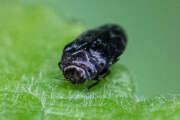 Thumbnail 346717 B