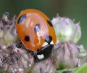 Thumbnail 346896 A