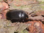 Thumbnail 346949 B