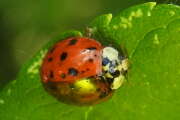 Thumbnail 346971 A
