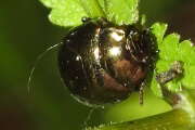 Thumbnail 346972 B