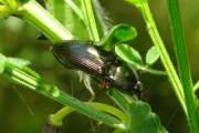 Thumbnail 347147 A