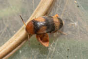 Thumbnail 347167 A