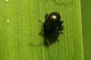 Thumbnail 347712 A