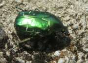 Thumbnail 347745 B