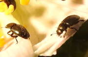 Thumbnail 347895 B