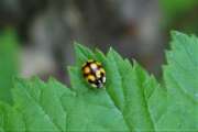 Thumbnail 347925 A