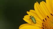 Thumbnail 347941 A