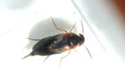 Thumbnail 348032 A