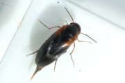 Thumbnail 348032 B