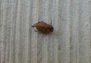 Thumbnail 348052 B