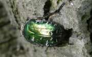 Thumbnail 348064 A