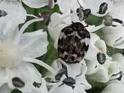 Thumbnail 348114 A