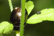 Thumbnail 348501 A