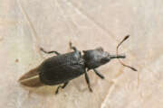 Thumbnail 348861 A