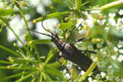 Thumbnail 348958 A