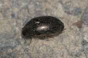 Thumbnail 349062 B