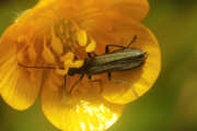 Thumbnail 349091 B